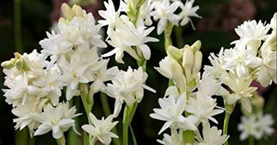 BSARKAR Rajanigandha/tuberose bulbs Seed(6 per packet)