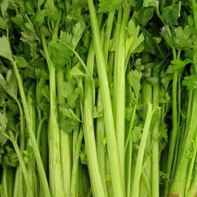 Qualtivate NBIR-24 Tall Utah Celery Seed(500 per packet)