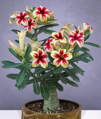 CRGO ADENIUM Seed(15 per packet)
