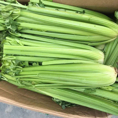 ENTENT Celery Vegetable/Herb Seed(120 per packet)