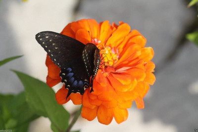 CYBEXIS Imp. Zinnia Elegans 'Orange King' Seed(1 g)