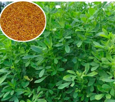 Kartika primium 1kg barsim seeds multi cutting animal grass seeds very testy grass Seed(1 per packet)