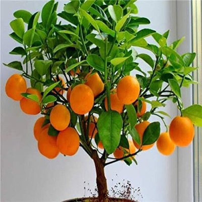 Lorvox Orange Tree Fruit Seed(23 per packet)