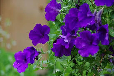 ibains Petunia mix flower seeds Seed(56 per packet)