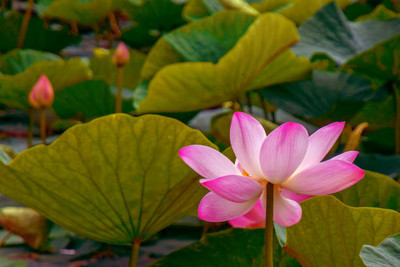 Shudh Online lotus,kamal gatta Seed(12 per packet)