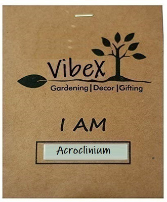 CYBEXIS Acroclinium Roseum Mixed (Winter) Flower Seeds Seed(1 g)