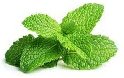 LPR PUDINA,MINT Seed(50 per packet)