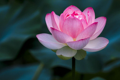 LPR LOTUS,KAMAL Seed(10 per packet)