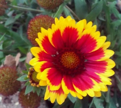 WATIKA ARIZONA SUN GAILLARDIA (Blanket Flower Seed(100 per packet)