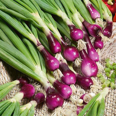VibeX ® VLR-980 Spring Onion Seeds Seed(1000 per packet)
