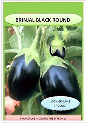 CRGO ™ XII-775-BRINJAL BLACK ROUND F1 HYBRID SEEDS ORGANIC Seed(100 per packet)