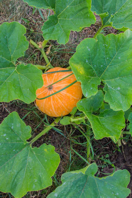 Kodali Hybrid F1 Pumpkin Seed Pack Of 29 Seed(29 per packet)