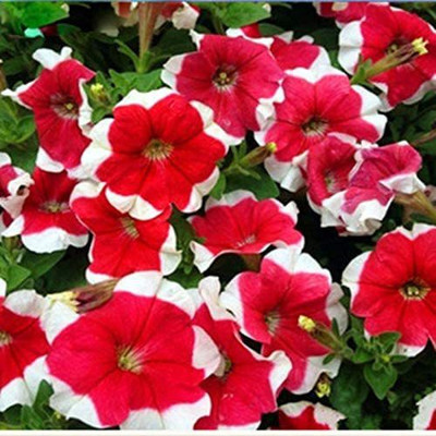 CYBEXIS F1 Hybrid Petunia Hybrid Red and White Seed(50 per packet)