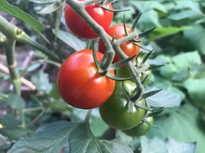 NATURE YARD tomato Seed(100 per packet)