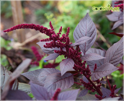 Audbhidhi Flower Seeds | Amaranthus Mixed Color Hybrid Flower Seeds For All Season (200 Seeds Pack) Seed(200 per packet)