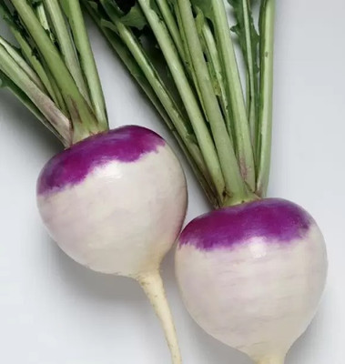 MAA Turnip, Shalajam Seed(55 per packet)