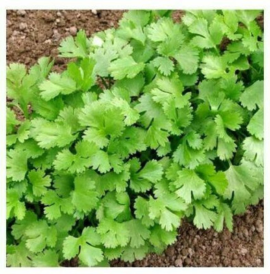 ZIXA HERB CORIANDER CILANTRO Seed(2000 per packet)