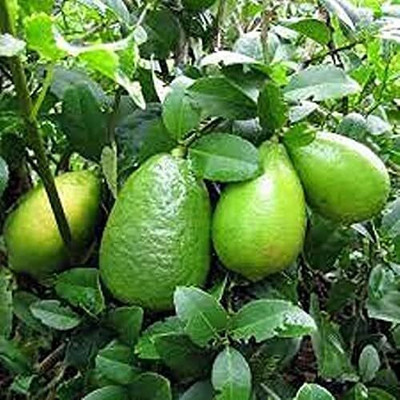 LPR NIMBU,LEMON Seed(20 per packet)