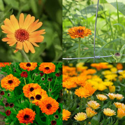 ibains Calendula seeds hybrid bij 57 Seed(57 per packet)