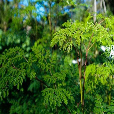 CYBEXIS VVI-72 - Organic Moringa |High Yield - (1350 Seeds) Seed(1350 per packet)