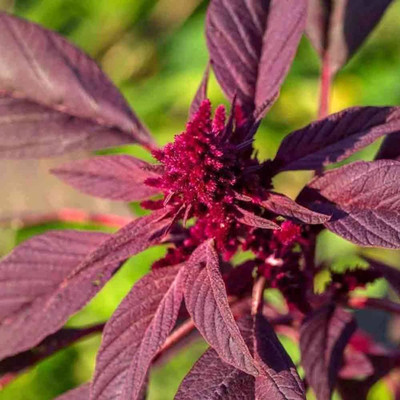 wequality hybrid spinach seeds /red spinach seeds 84 Seed(84 per packet)