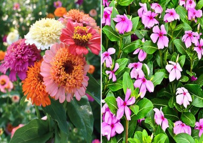 JVK Zinnia Scabiosa Mixed (Hybrid) and Vinca Seed(100 per packet)