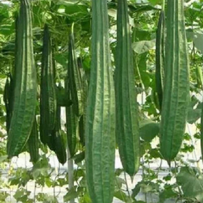 Qualtivate RES-8A Ridge Gourd Turai Seed(50 per packet)