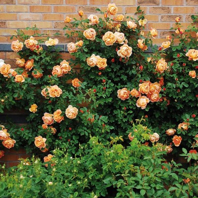 CYBEXIS LXI-22 - Orange Climbing Rose - (300 Seeds) Seed(300 per packet)