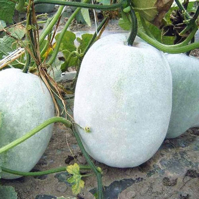 Arshiayat ash gourd vegetable Seed(150 per packet)