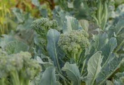 BJUBAS Broccoli Seeds pack of 21 Seed(21 per packet)
