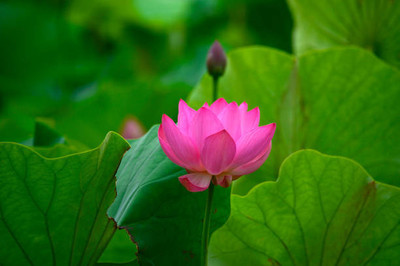 KOO Retails lotus,kamal gatta Seed(14 per packet)