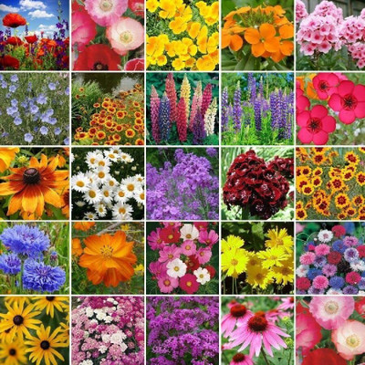LPR MIX COMBO, FLOWER COMBOO Seed(20 per packet)