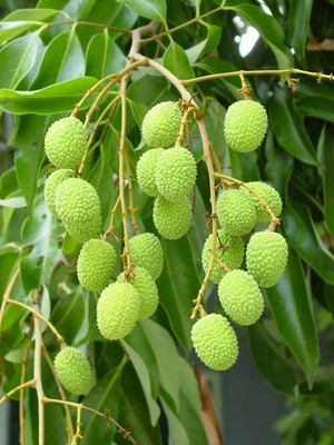 Aywal Lychee Fruit Hybrid Seed(5 per packet)