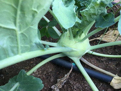 the green dotcom Fresh VNR Knol-Khol Vegetable Hybrid Quality Seed(70 per packet)