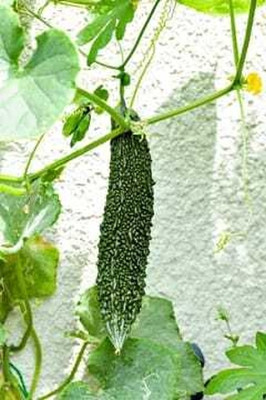 Paudhaa F1 BEST QUALITY BITTER GOURD SEEDS Seed(10 per packet)