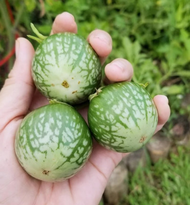 UGRA Thai round eggplant Seed(500 per packet)