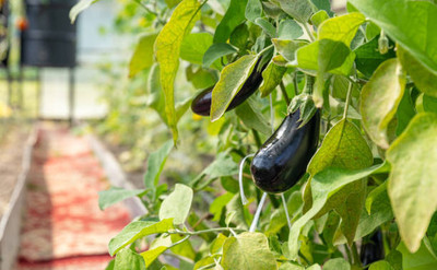 Kodali Hybrid F1 Brinjal Seeds Pack Of 33 Seed(33 per packet)
