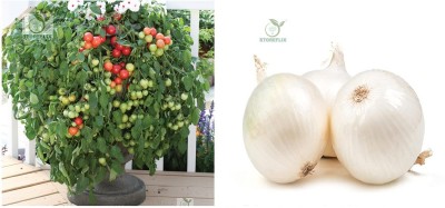 STOREFLIX cherry tomato - white onion Seed(150 per packet)
