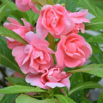 Aywal Balsam rose Mix Flower Seed(70 per packet)