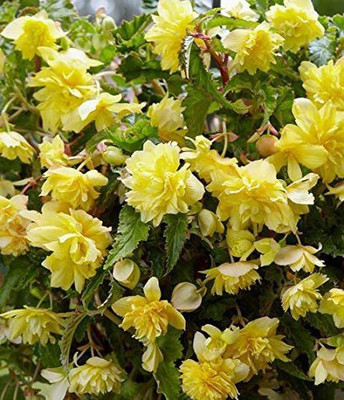 CYBEXIS Double Hanging Basket Yellow Begonia Seeds Seed(25 per packet)