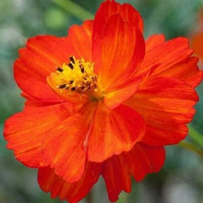 CYBEXIS ATS-50 - Redcrest Cosmos Flower - (90 Seeds) Seed(90 per packet)