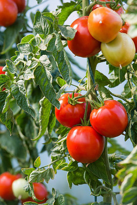 seedkart tomato Seed(75 per packet)
