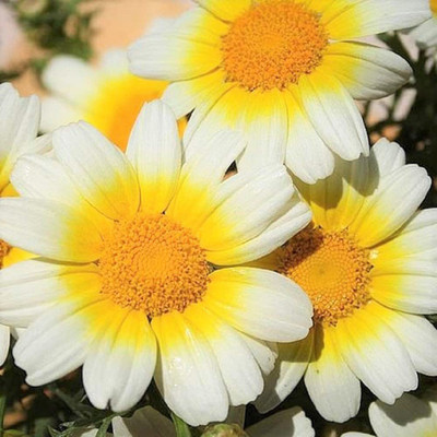 CYBEXIS XLR-40 - Mix Daisy Flower - (60 Seeds) Seed(60 per packet)