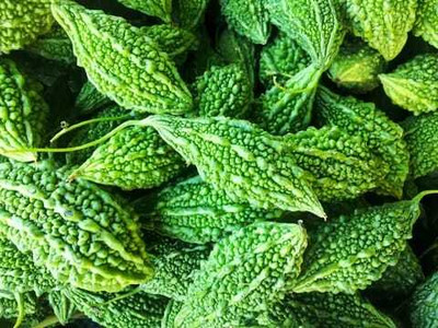 Paudhaa F1 BEST QUALITY BITTER GOURD SEEDS Seed(13 per packet)