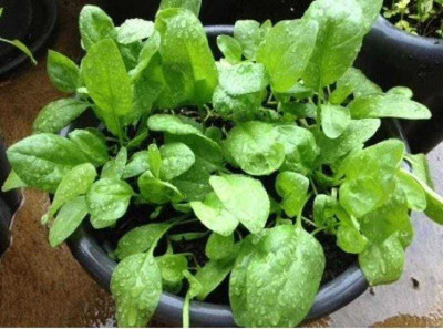 SEMINA VITA ™ spinach or palak seeds,vegetable Seed(165 per packet)