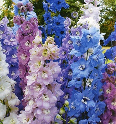 MAA Larkspur Seed(115 per packet)