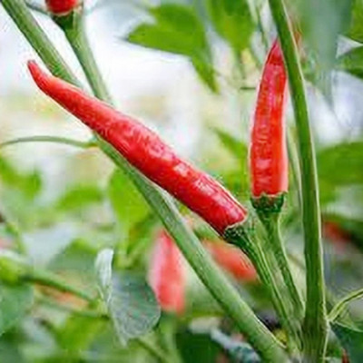 SeeGreen CW44 Bombai mirchi/ Naga chilli / CHILLI MIRCHI HYBRID-158 Seed(158 per packet)