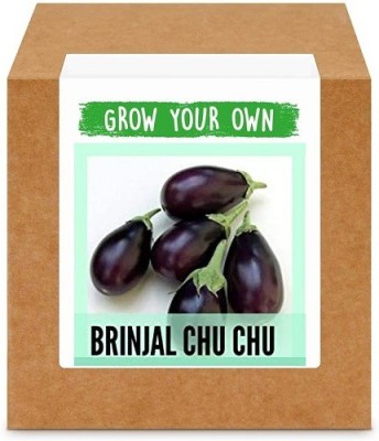 CYBEXIS Brinjal Chu Chu2400 Seeds Seed(2400 per packet)