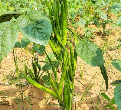 CHILLATAI Cluster Beans / Guar Bean / Kothavaranga / Seeniyavaraka Seed(50 per packet)