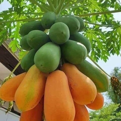 SeeGreen F1 Hybrid Papaya Seeds Red Lady Taiwa_134 Seed(134 per packet)